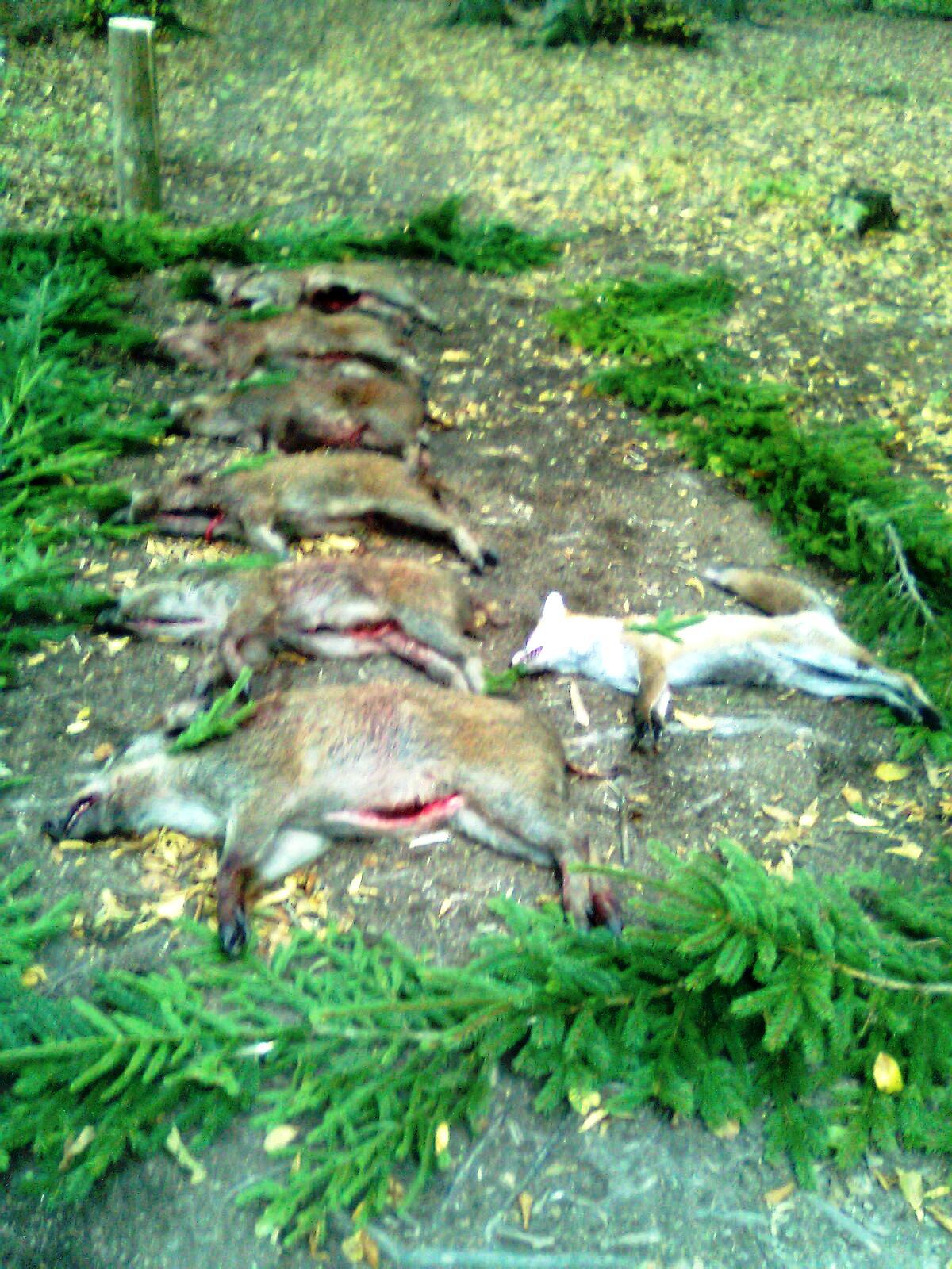 Naháňka Bílý kříž 2010 svěcení . (2)