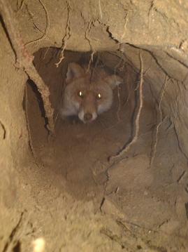 Norování Vlásenice 26.12.