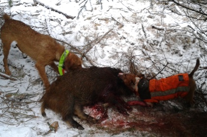 Bolt měl seper chvat na sele