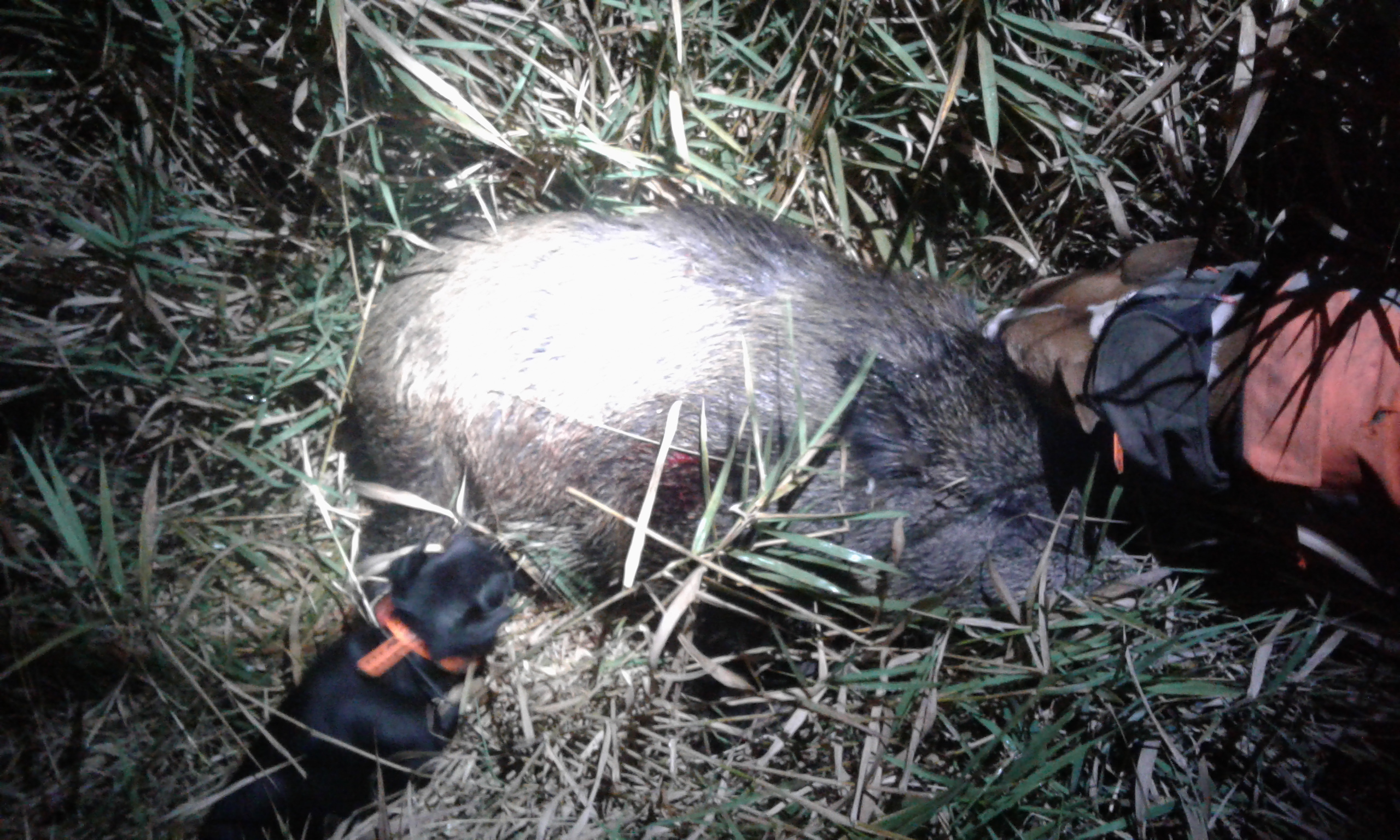 Dosled 16.10.2017 V.Branišovský