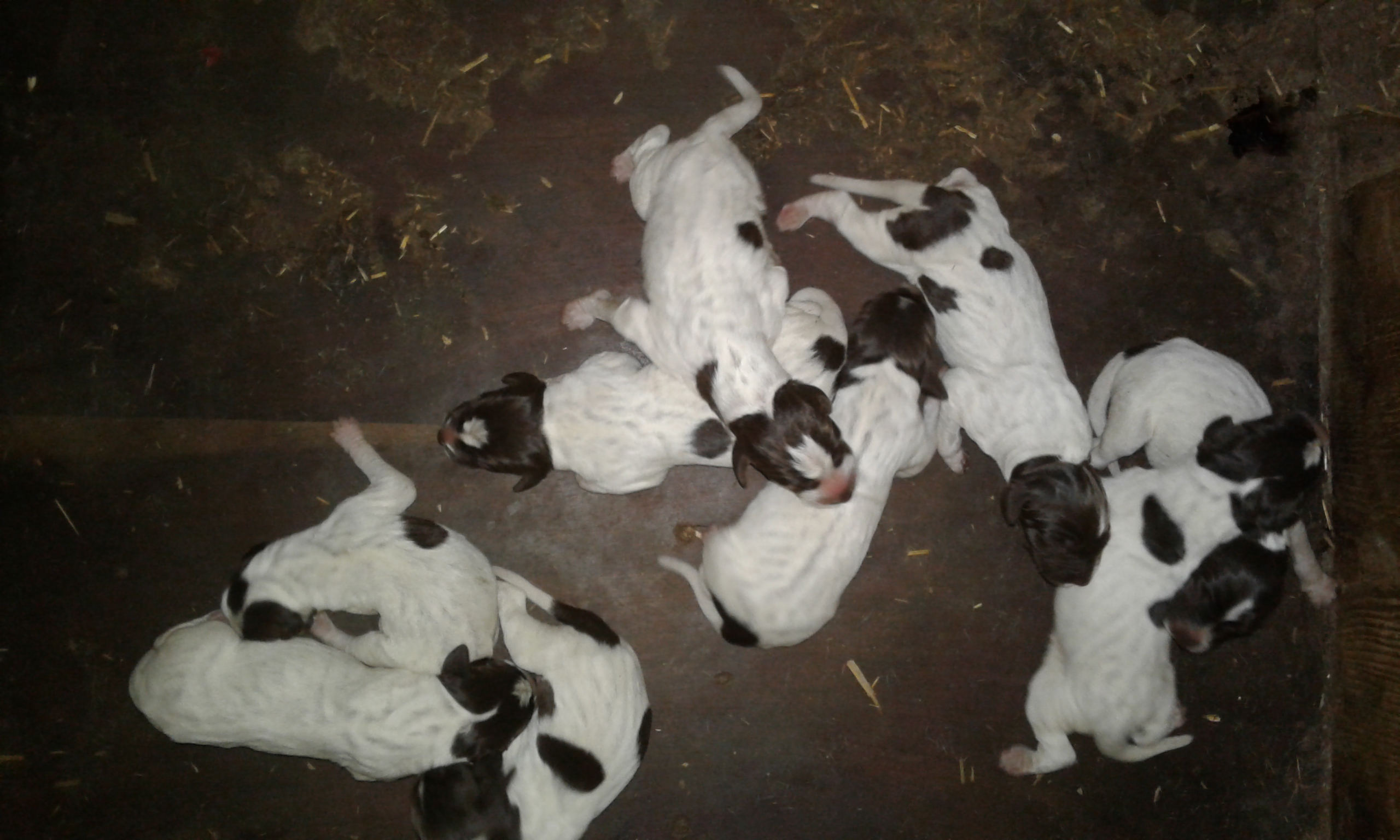 Dne 1.6.2018 se Astě narodilo 9 štěňat 