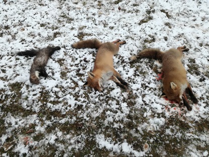 Norování Jistebnice 25.12.